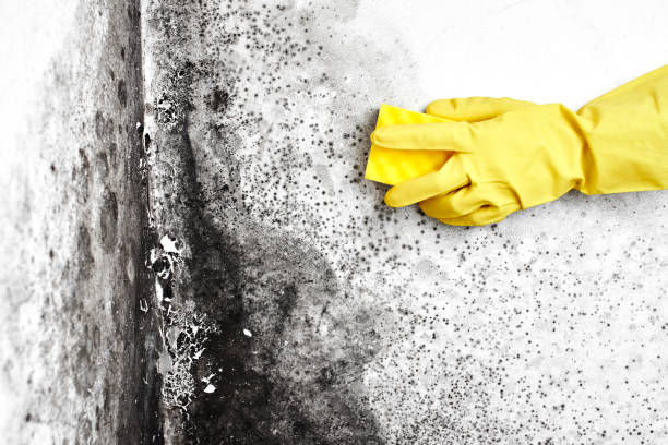 Best Toxic Mold Removal  in Scandia, MN