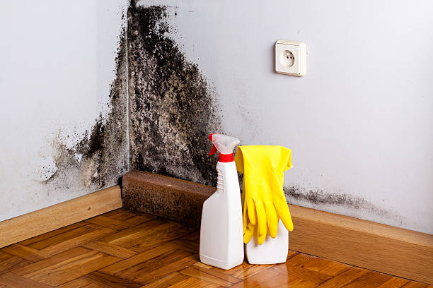Best Toxic Mold Removal  in Scandia, MN