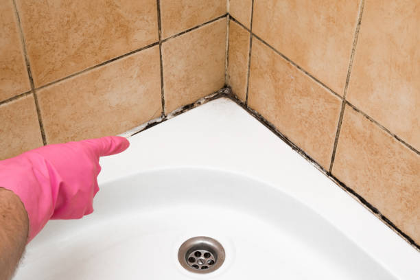 Attic Mold Removal in Scandia, MN