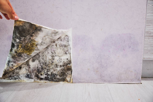 Best Water Damage Restoration  in Scandia, MN